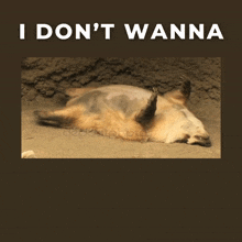 Badger camp ariele sieling