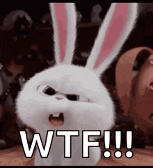Bunnies what