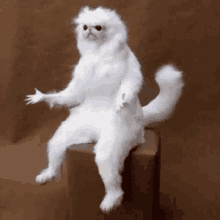 Cat meme