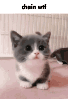 Cat new polynomers city