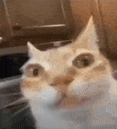 Cat stare stare