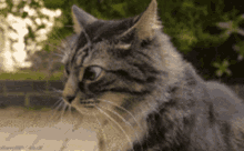 Cat wtf