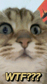 Cat wtf