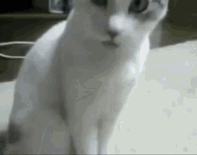 Cat wtf