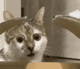 Cat wtf