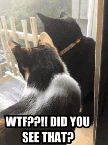 Cats did you see that
