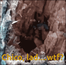 Chico lad