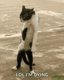 Crazy Cat Dancing Crazy Cat