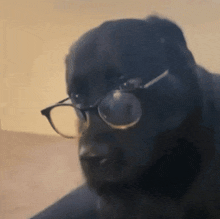 Dog dog glasses