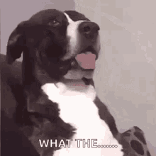 Dog what