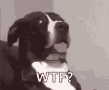 Dog wtf