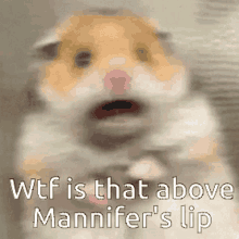 Hamster scared