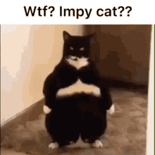 Imp impy
