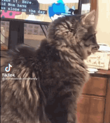 Jinki948 cat