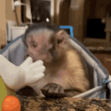 Monkey confused