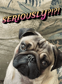 Pug seriously