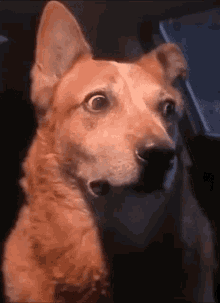 Scared dog wtf is going on