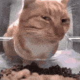 Sus Cat