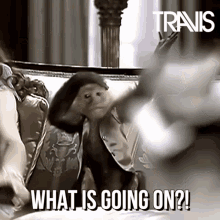 Travis monkey