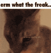 Wtf wtf gif