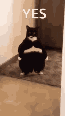 Yes Fat Cat