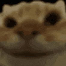 Yes Yes Cat